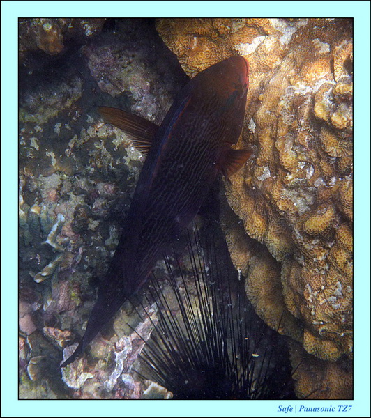 2012 - 03 - Koh Kradan 06